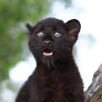 Luna - @luna_the_pantera - Instagram