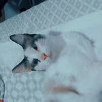 @lunpan_tom - Instagram
