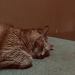 Luna Allison - @luna_the_angry_cat - Instagram