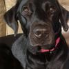 luna 🐶 - @lunaatkinson4 - TikTok