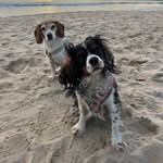 Luna  & Bailey 🇵🇹 - @luna_with_bailey - Instagram