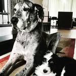 Luna & Bailey - @adventures_of_luna_and_bailey - Instagram