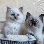 Luna & Bailey 🐾 - @ragdolls_on_adventure - Instagram