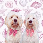 Luna And Bailey - @luna_bailey_doodles - Instagram
