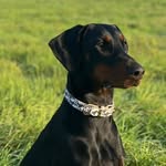 LUNA B - @luna_bailey_dobe_ - Instagram