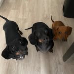 Luna, Bailey & Ares 💕🫶🏽 - @los_weens - Instagram