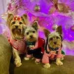 𝓛𝓾𝓷𝓪, 𝓑𝓪𝓲𝓵𝓮𝔂 𝔂 𝓣𝔂𝓼𝓸𝓷 - @luna.bailey.tyson - Instagram