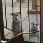 Luna P. Baliey G. Peanut P.G - @luna_bailey_peanut - Instagram