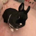 Luna Barrett - @lunathebunno - Instagram