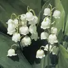 Luna - @lunabarrett1397 - TikTok