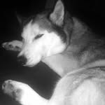 Luna bates - @adventures_of_luna_the_husky - Instagram