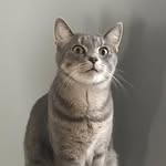 Luna Bennett Wright - @lunathequeencat - Instagram