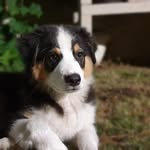 𝓛𝓾𝓷𝓪 - 𝓑𝓮𝓻𝓰𝓮𝓻 𝓐𝓾𝓼𝓽𝓻𝓪𝓵𝓲𝓮𝓷 🐶 - @luna.australian - Instagram