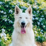 Luna | Berger Blanc Suisse - @suissedreams - Instagram
