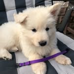 Luna | Berger Blanc Suisse 🇨🇭 - @lunashepherddog - Instagram