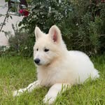 Luna 🐾 - @luna_berger_blanc_suisse - Instagram