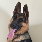 Luna 🐶 - @lunabergerallemand - Instagram