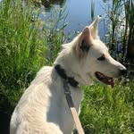Luna - @luna.bergerblancsuisse - Instagram