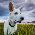Luna - @luna_berger.blanc - Instagram
