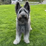 Luna - @luna_bergerpicard - Instagram