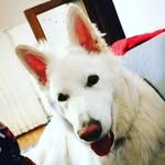LUNA #SWISSSHEPHERD - @luna_bergerblancswiss - Instagram