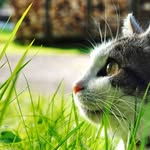 @lunaberger_the_cat - Instagram