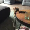 nikkielovepuppys❤️❤️ - @lunaberger16 - TikTok