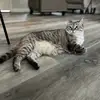 Az & kev - @bernard_luna_kitties - TikTok