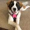 Luna and TK - @lunathesaintbernard - TikTok