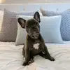 Luna | Blue Frenchie - @theblunaberry - TikTok