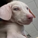 Luna Blue - @luna.bluepaw - Instagram