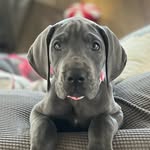 Luna Blue - @luna.blue.dane - Instagram