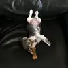 Luna - @lunathebluebeagle - TikTok