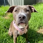 LUNA THE AMERICAN BLUE - @lunablueamstaff_ - Instagram