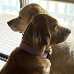 rosie + luna + bowen | golden retrievers - @barelygolden - Instagram