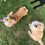 🌙 luna + 🏈 brady - @luna.andbrady - Instagram