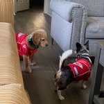 🐶 Luna & Brady 🐶 - @lunaxbrady - Instagram