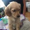 Luna and Brady - @luna_brady - TikTok