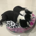 Luna&BradyDogs🐶🐶 - @lunabradydogs - Instagram