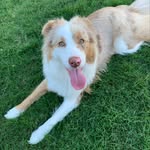Luna Brewer - @luna.aussie_bc - Instagram