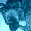 lunabrewer - @my_doggy4 - TikTok
