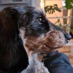 Luna Brown - @bunniebrowndog - Instagram