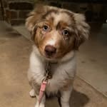 Luna Burch - @luna_the_fishing_dog - Instagram