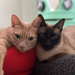 Luna and burger - Facebook