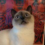 Luna Burger - @lunaburger_andthebean - Instagram