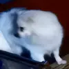Luna Burger - @luna.burger7 - TikTok