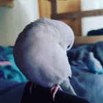 Luna Byrd - @majesty_luna_bird - Instagram