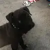 Pit bull life 🎊 - @luna.byrd - TikTok