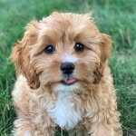 Luna Calhoun-Stankewicz - @luna_thecavapoo31 - Instagram