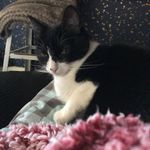 Luna💞🐱 - @lunacantrelldonaldson - Instagram